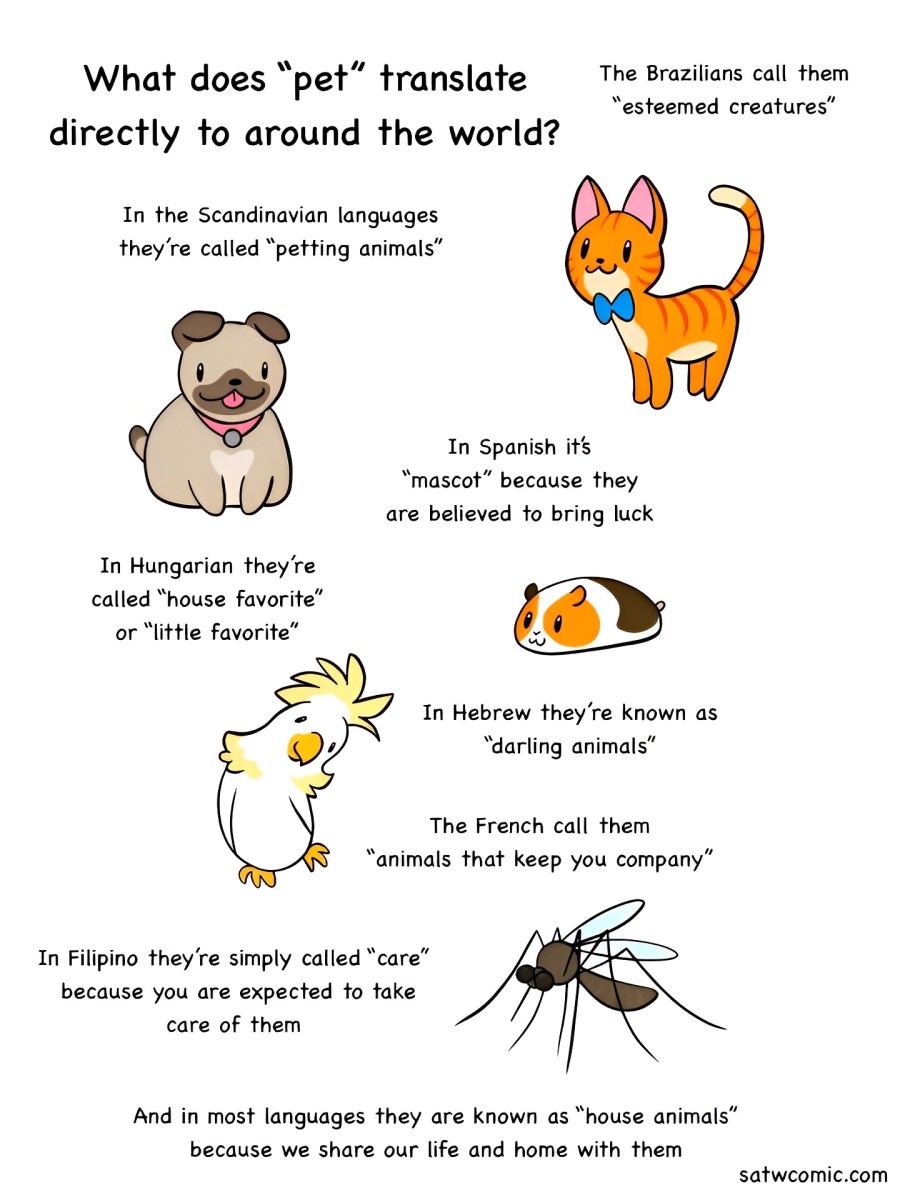 Translation of Pet satwcomic.com